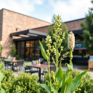 Exciting New Dining Options Set to Bloom in North Atlanta's Perimeter Summit